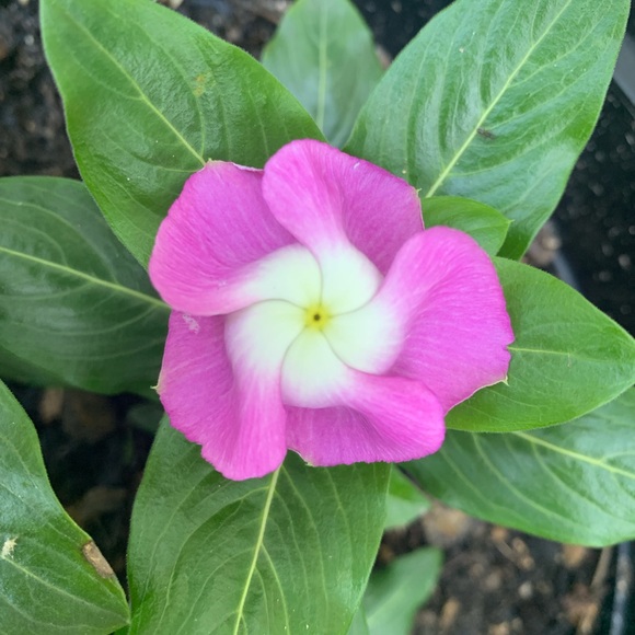 Meet your Posher, Jan - Picture 11 of 16